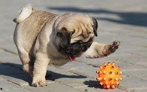 巴哥全新爆料视频播放,独家内幕大公开! 第2张 巴哥全新爆料视频播放,独家内幕大公开! 第2张