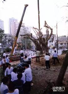 绵阳凯厦砍树事件爆料视频,揭秘校园暴力背后的真相 第3张 绵阳凯厦砍树事件爆料视频,揭秘校园暴力背后的真相 第3张