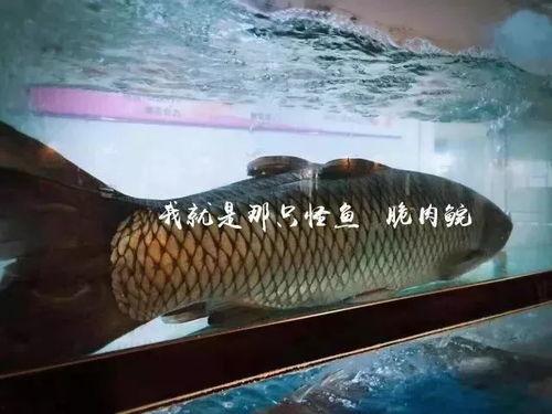 娱乐圈爆料贴会飞的鱼,会飞的鱼背后的惊人真相 第3张 娱乐圈爆料贴会飞的鱼,会飞的鱼背后的惊人真相 第3张