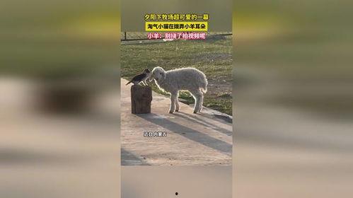 小羊爆料视频在线观看全集 第3张 小羊爆料视频在线观看全集 第3张